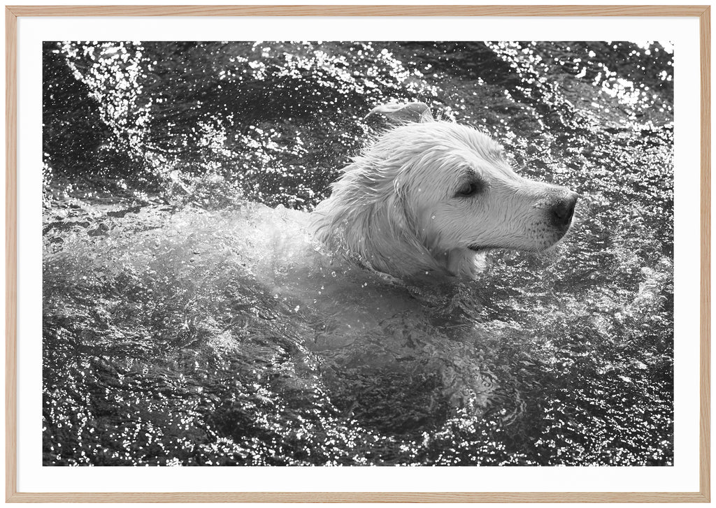 Svart-vit poster av hund som simmar. Liggande format. Ekram.