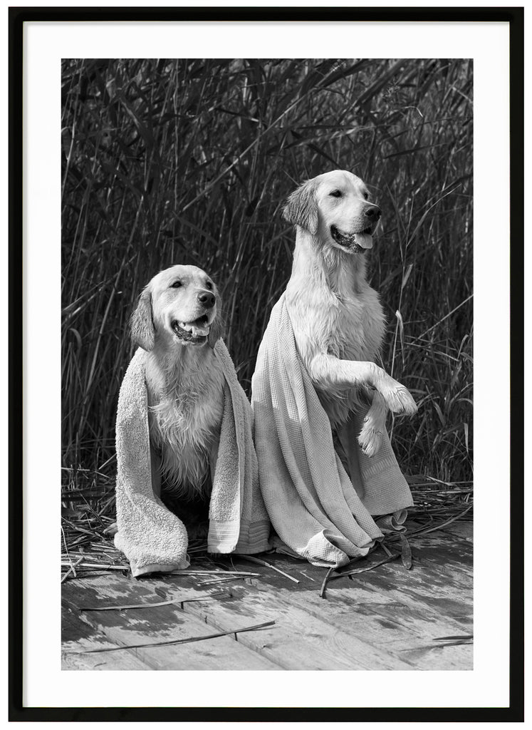 Svart-vit poster av två blöta hundar med varsin handduk över sig. Sittandes på brygga med vass i bakgrunden. Svart ram.
