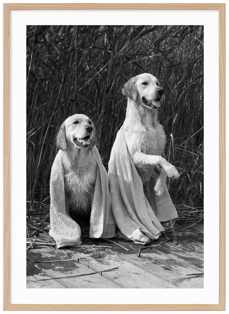 Svart-vit poster av två blöta hundar med varsin handduk över sig. Sittandes på brygga med vass i bakgrunden. Ekram.