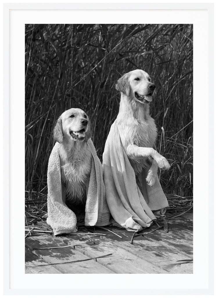 Svart-vit poster av två blöta hundar med varsin handduk över sig. Sittandes på brygga med vass i bakgrunden. Vit ram.