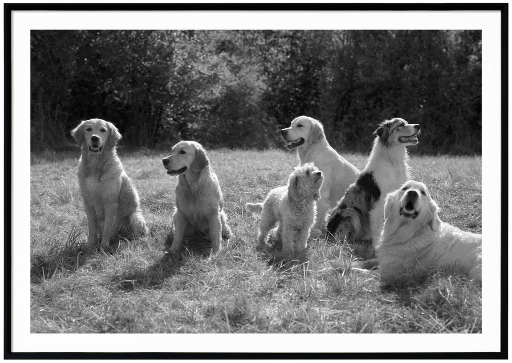 Svart-vit poster av flera hundar på en gräsmatta. Svart ram.