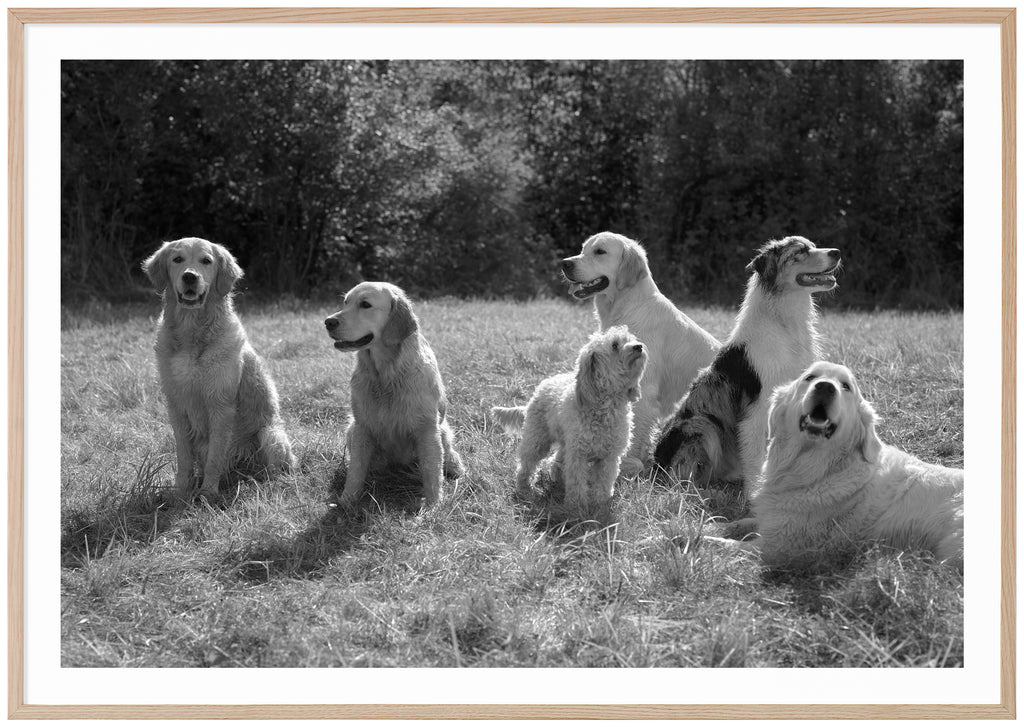 Svart-vit poster av flera hundar på en gräsmatta. Ekram.