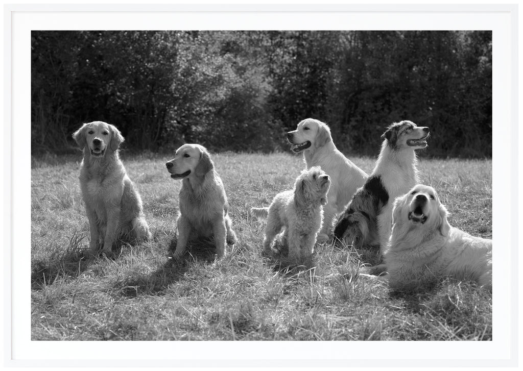 Svart-vit poster av flera hundar på en gräsmatta. Vit ram.