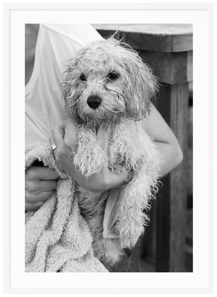 Svart-vit poster av blöt hund som blir torkad med handduk av kvinna. Vit ram.