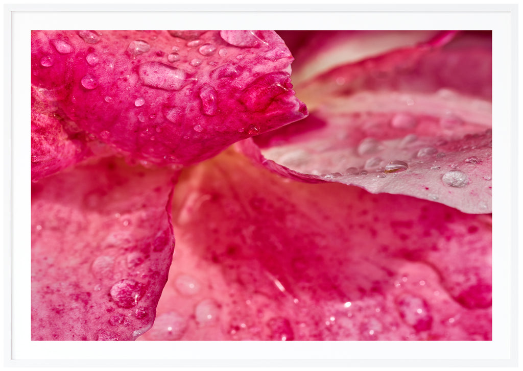 Poster av närbild på rosenblad med vattendroppar på. Vit ram.