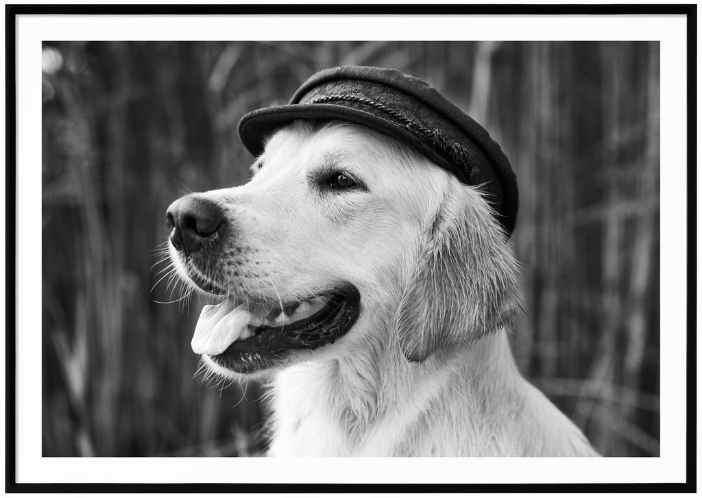 Svart-vit poster av porträtt av hund med hatt. Öppen mun med tungan ut. Vass i bakgrunden. Liggande format. Svart ram.