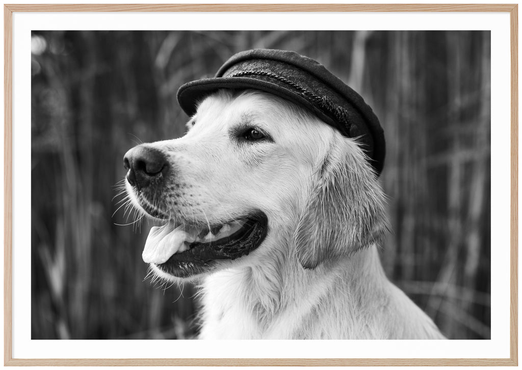 Svart-vit poster av porträtt av hund med hatt. Öppen mun med tungan ut. Vass i bakgrunden. Liggande format. Ekram.