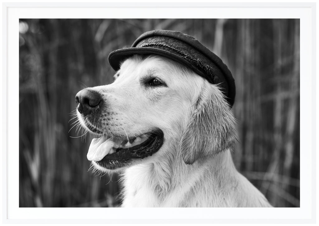 Svart-vit poster av porträtt av hund med hatt. Öppen mun med tungan ut. Vass i bakgrunden. Liggande format. Vit ram.