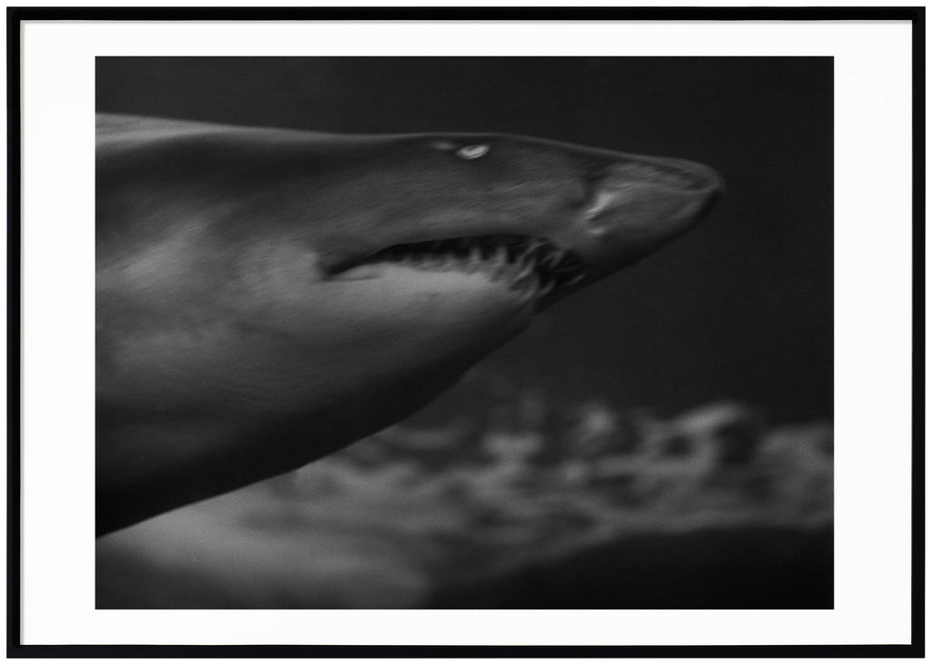 Svart-vit poster av analogt foto av haj. Liggande format. Svart ram.