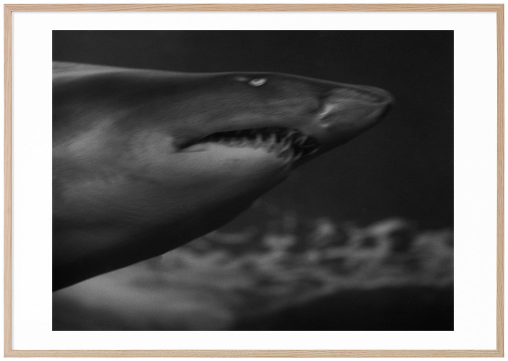 Svart-vit poster av analogt foto av haj. Liggande format. Ekram.