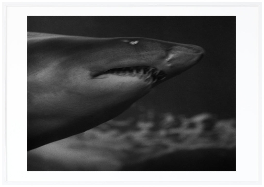 Svart-vit poster av analogt foto av haj. Liggande format. Vit ram.