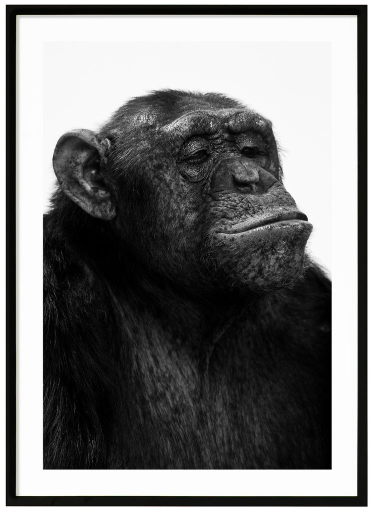 Svart-vit poster av schimpans. Vit bakgrund. Stående format. Svart ram.