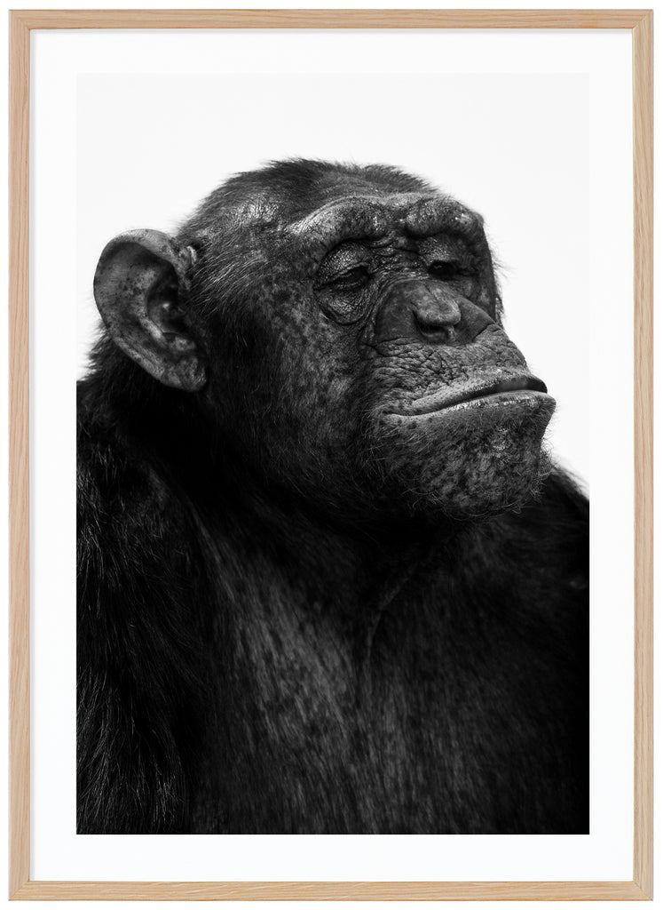 Svart-vit poster av schimpans. Vit bakgrund. Stående format. Ekram.