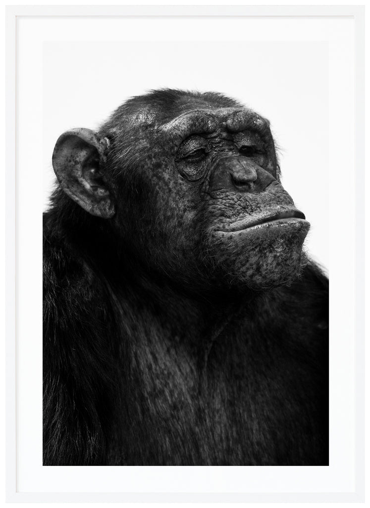 Svart-vit poster av schimpans. Vit bakgrund. Stående format. Vit ram.