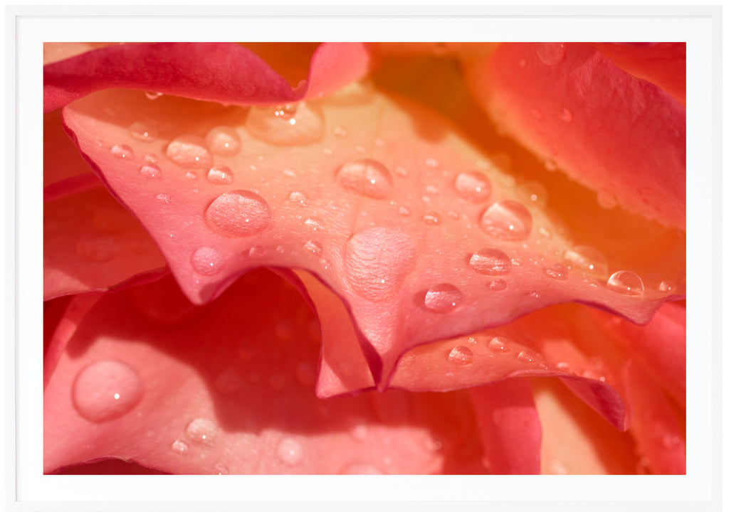 Poster av rosenblad med vattendroppar på. Liggande format. Vit ram.