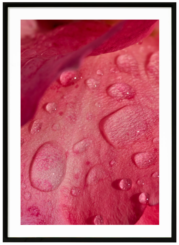 Poster av rosenblad med vattendroppar på. Stående format. Svart ram.