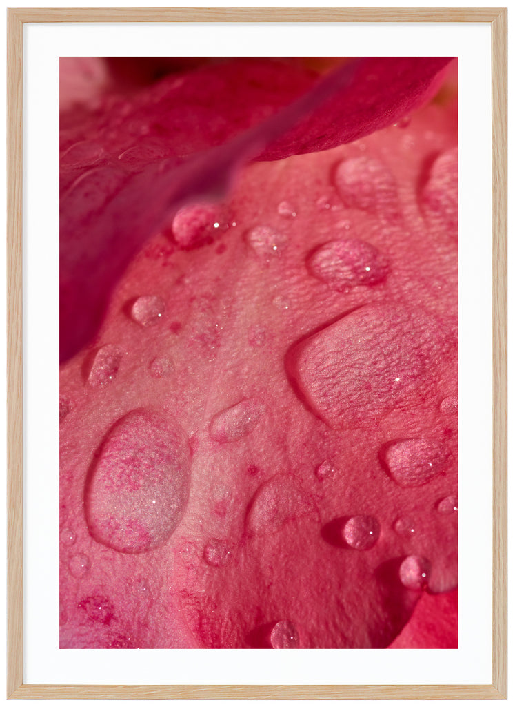 Poster av rosenblad med vattendroppar på. Stående format. Ekram.
