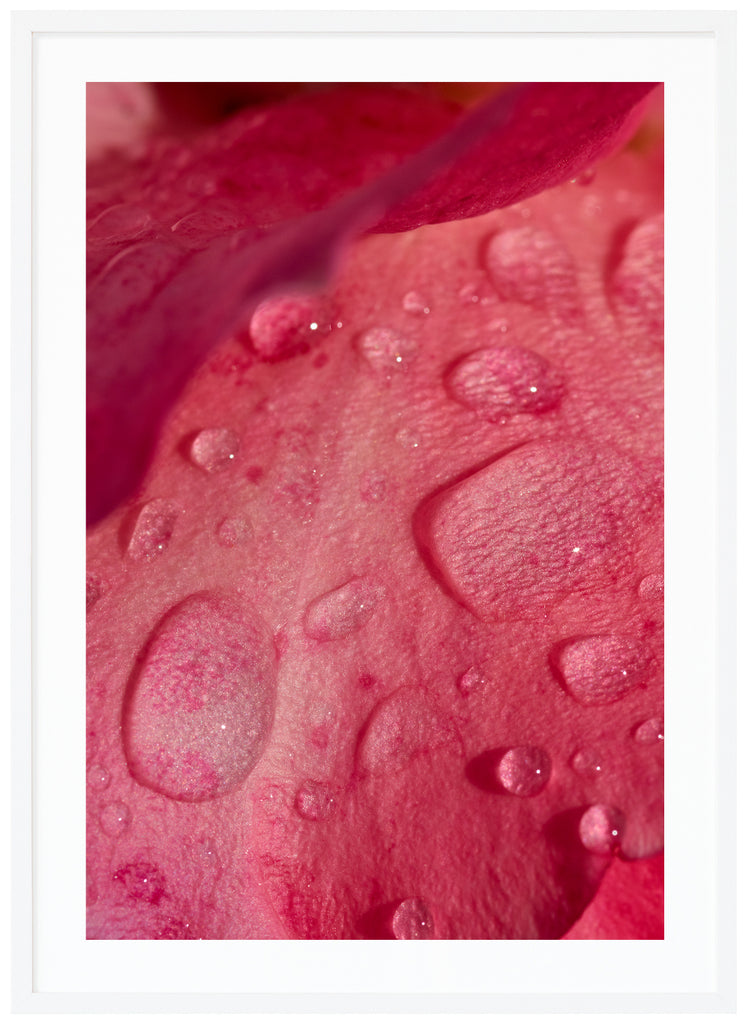 Poster av rosenblad med vattendroppar på. Stående format. Vit ram.