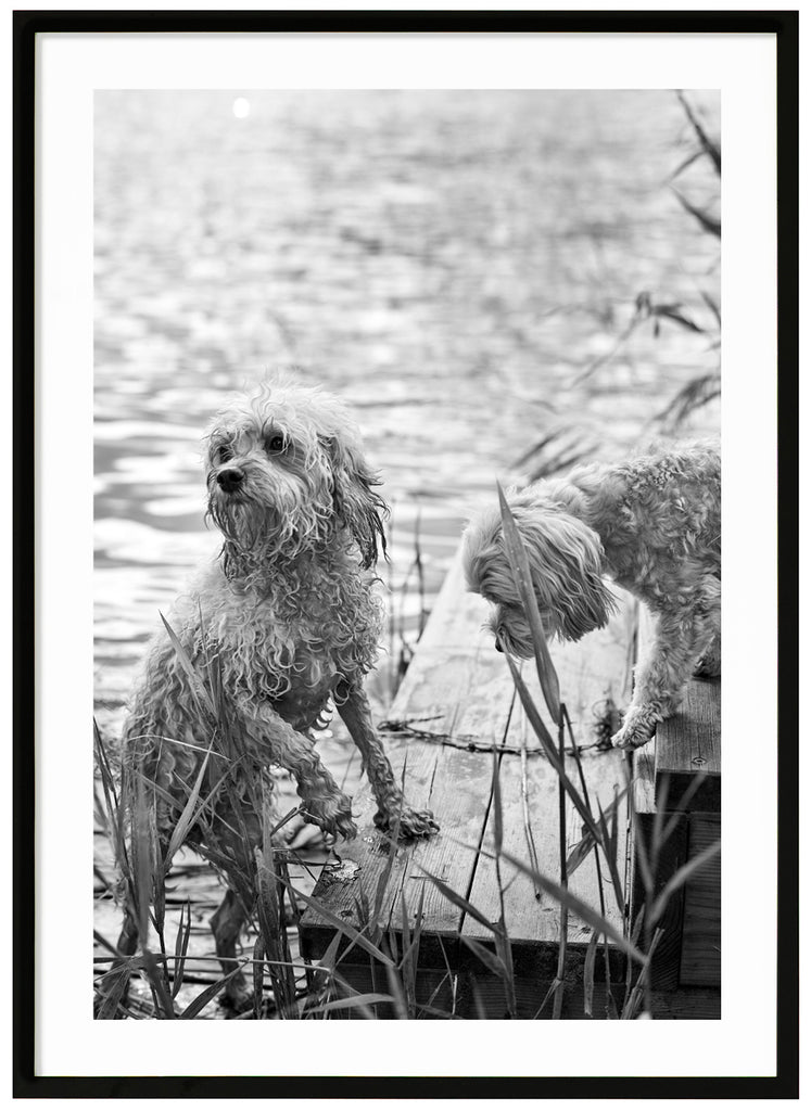 Svart-vit poster av två blöta hunder på en brygga vid vattnet med vass brevid. Svart ram.
