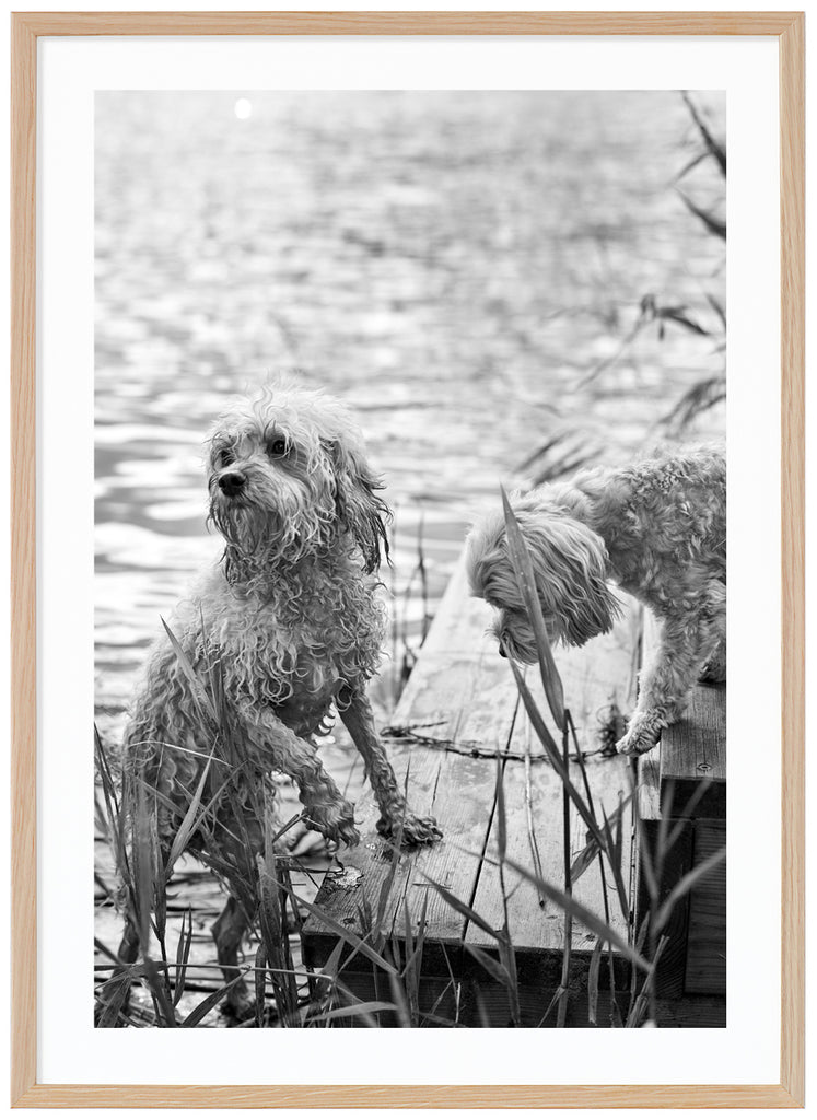 Svart-vit poster av två blöta hunder på en brygga vid vattnet med vass brevid. Ekram.