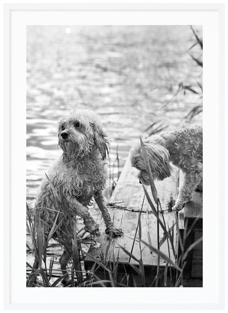 Svart-vit poster av två blöta hunder på en brygga vid vattnet med vass brevid. Vit ram.