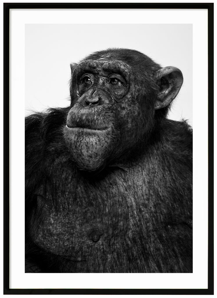 Svart-vit poster av schimpans som tittar åt sidan. Stående format. Svart ram.