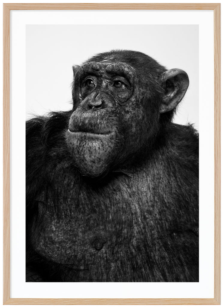 Svart-vit poster av schimpans som tittar åt sidan. Stående format. Ekram.