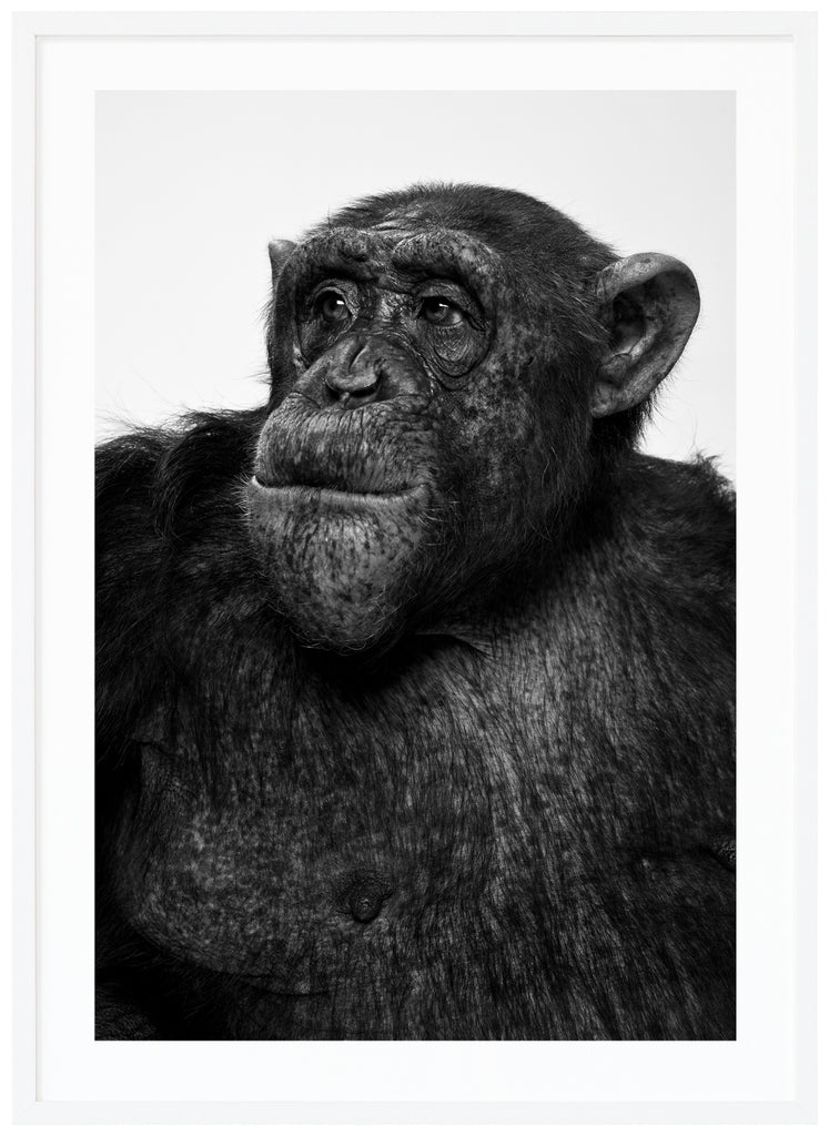 Svart-vit poster av schimpans som tittar åt sidan. Stående format. Vit ram.