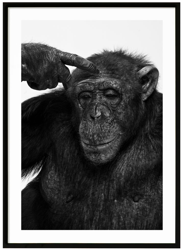 Svart-vit poster av en schimpans som petar sig på huvudet. Svart ram.