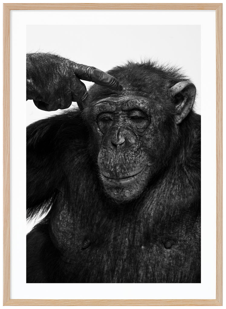 Svart-vit poster av en schimpans som petar sig på huvudet. Ekram.