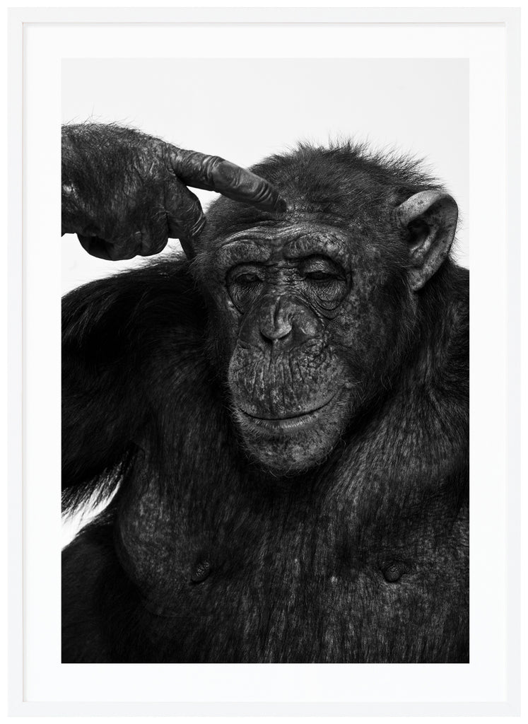 Svart-vit poster av en schimpans som petar sig på huvudet. Vit ram.