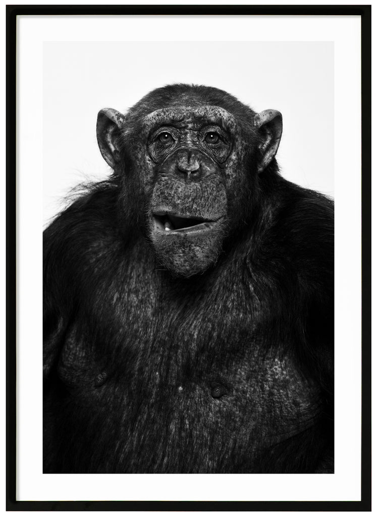 Svart-vit poster av en schimpans som gör en min. Stående format. Svart ram.