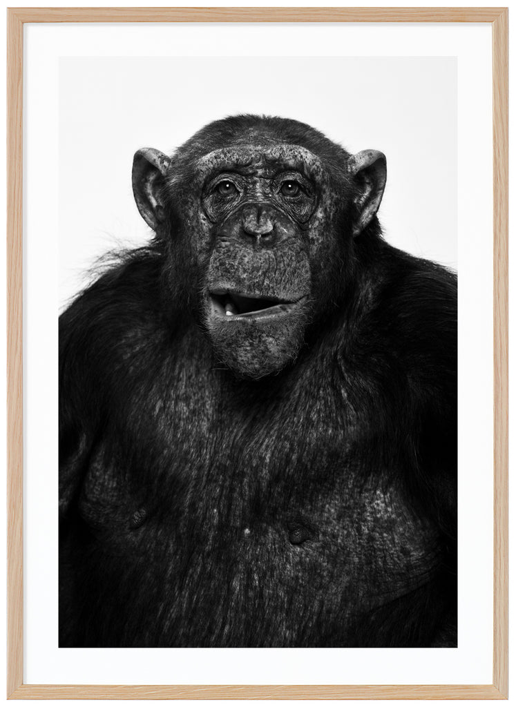 Svart-vit poster av en schimpans som gör en min. Stående format. Ekram.