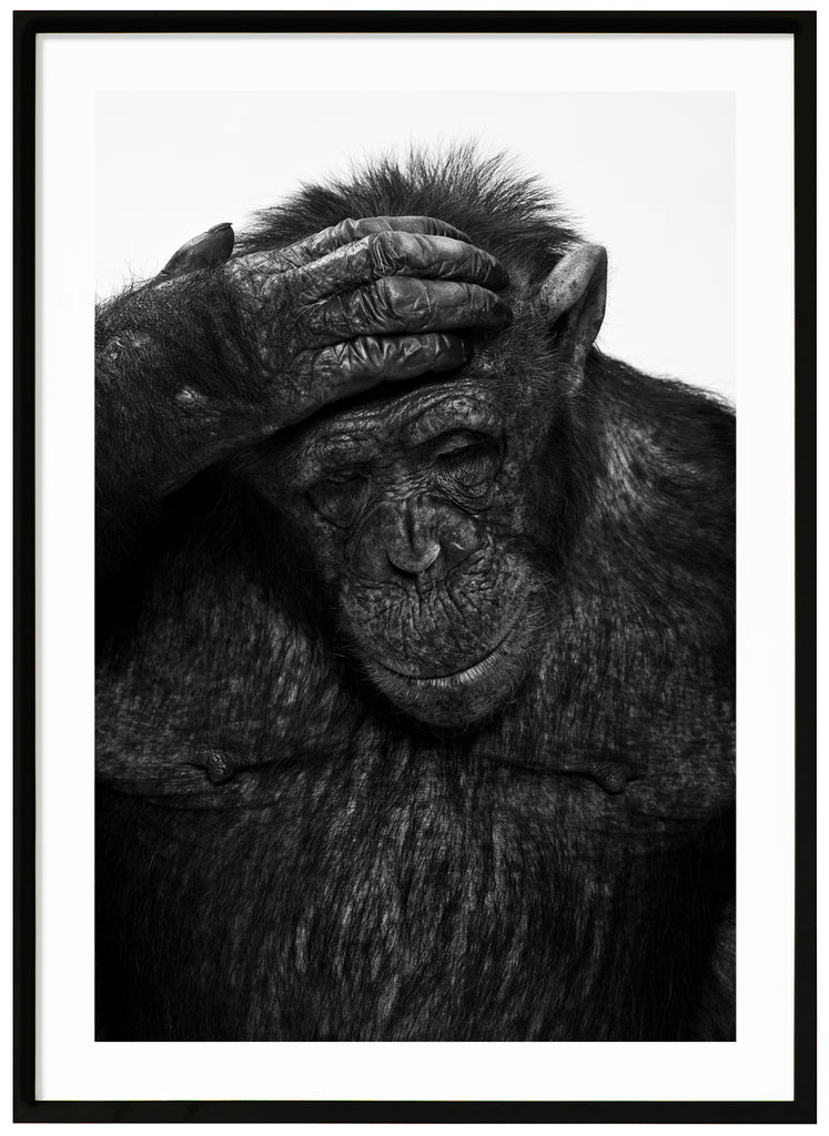 Svart-vit poster av en schimpans som håller sin hans på sitt huvud. Svart ram.