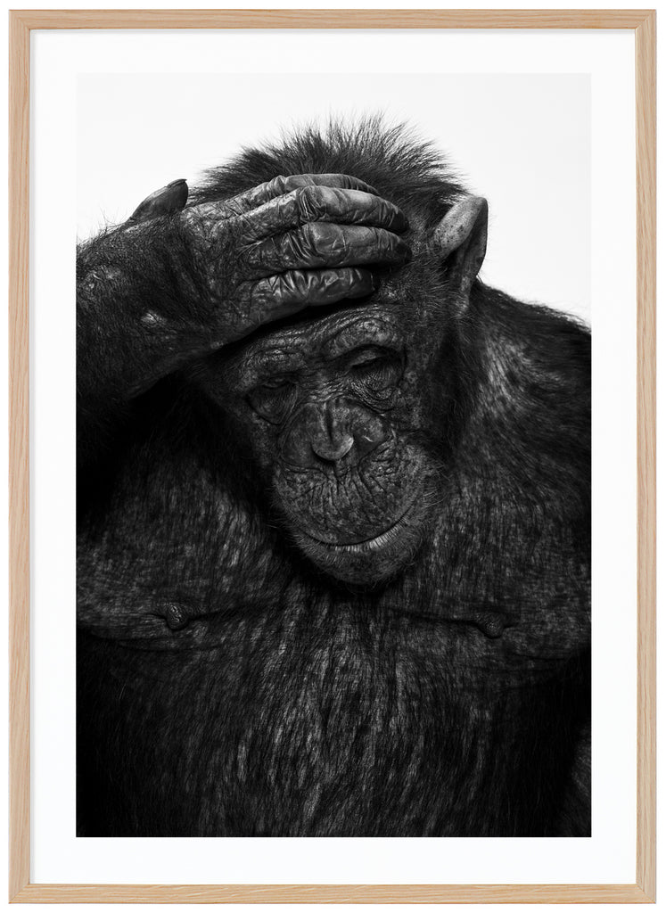 Svart-vit poster av en schimpans som håller sin hans på sitt huvud. Ekram.