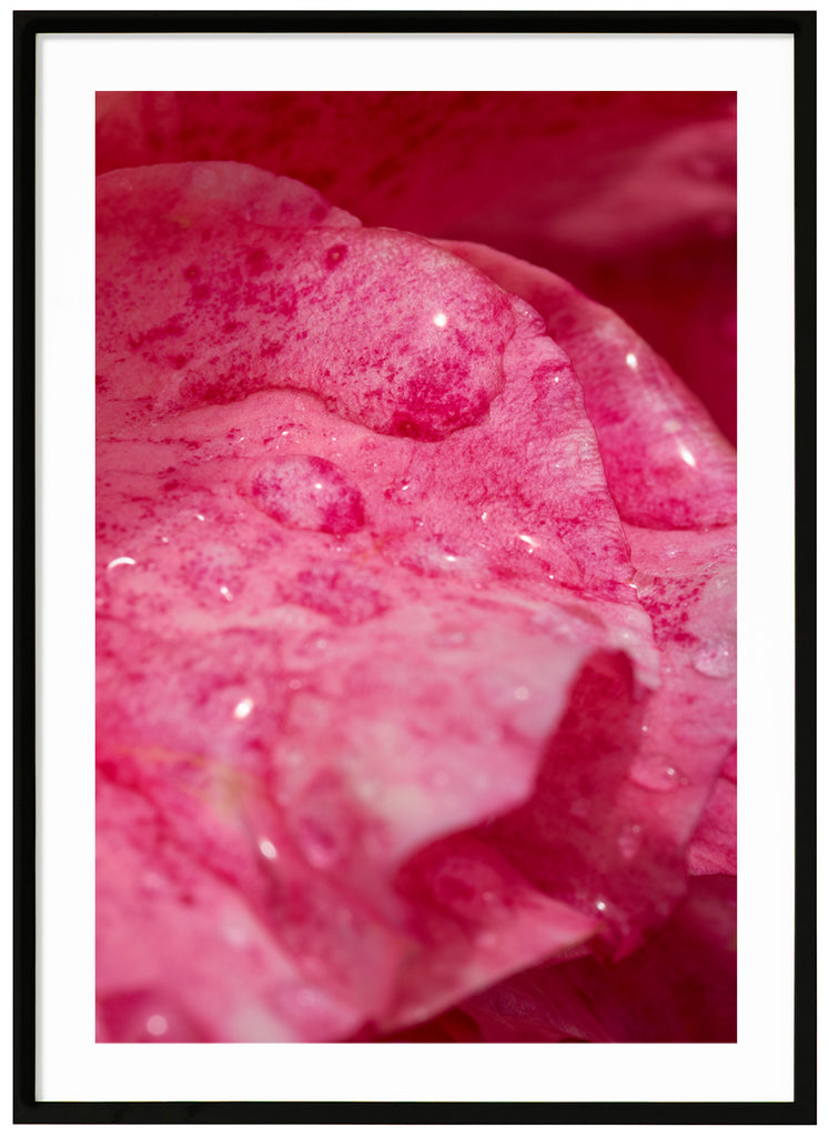 Poster av rosa rosenblad med vattendroppar på. Stående format. Svart ram.
