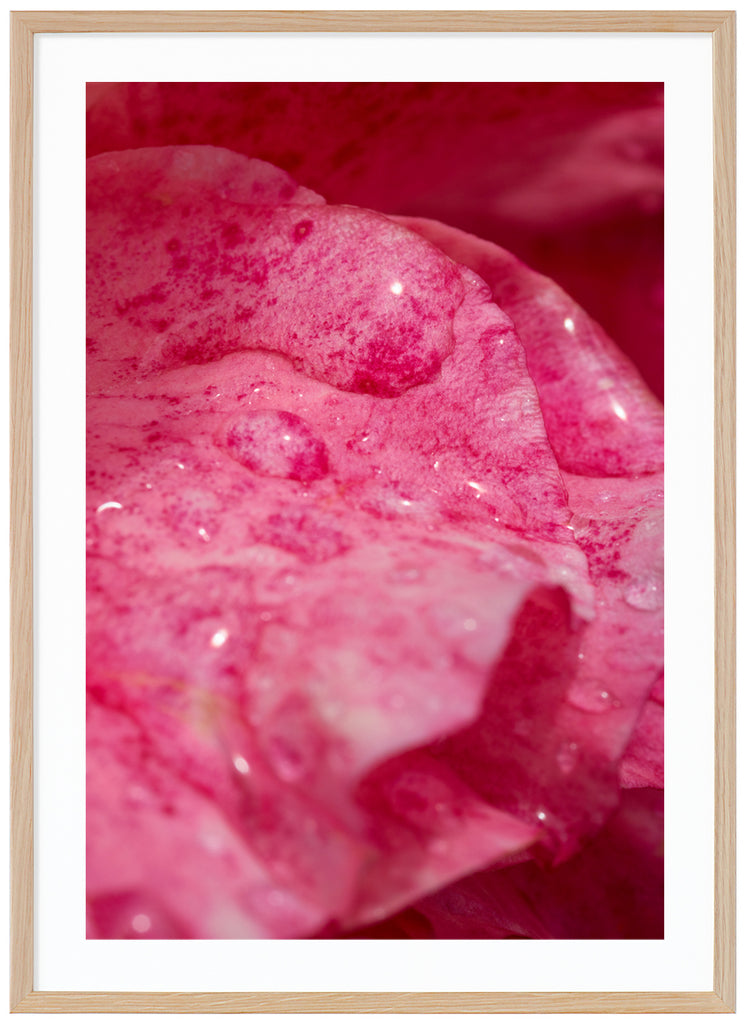 Poster av rosa rosenblad med vattendroppar på. Stående format. Ekram.