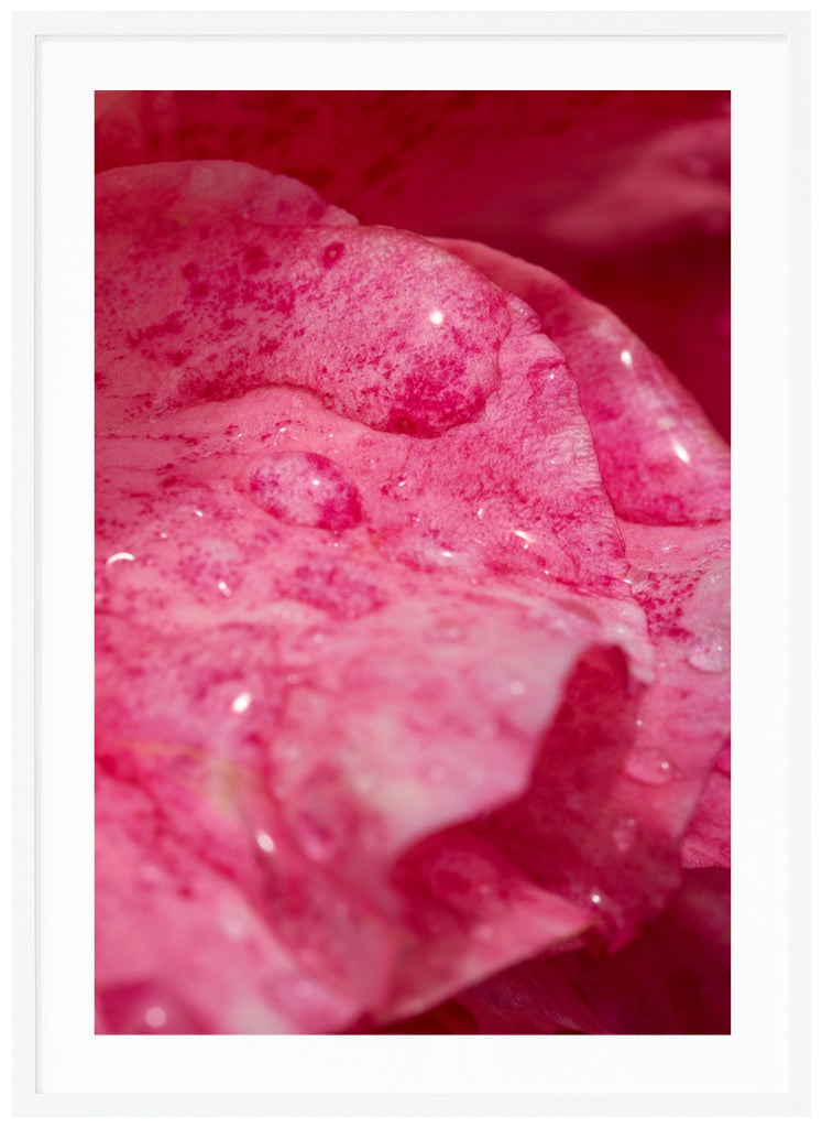 Poster av rosa rosenblad med vattendroppar på. Stående format. Vit ram.