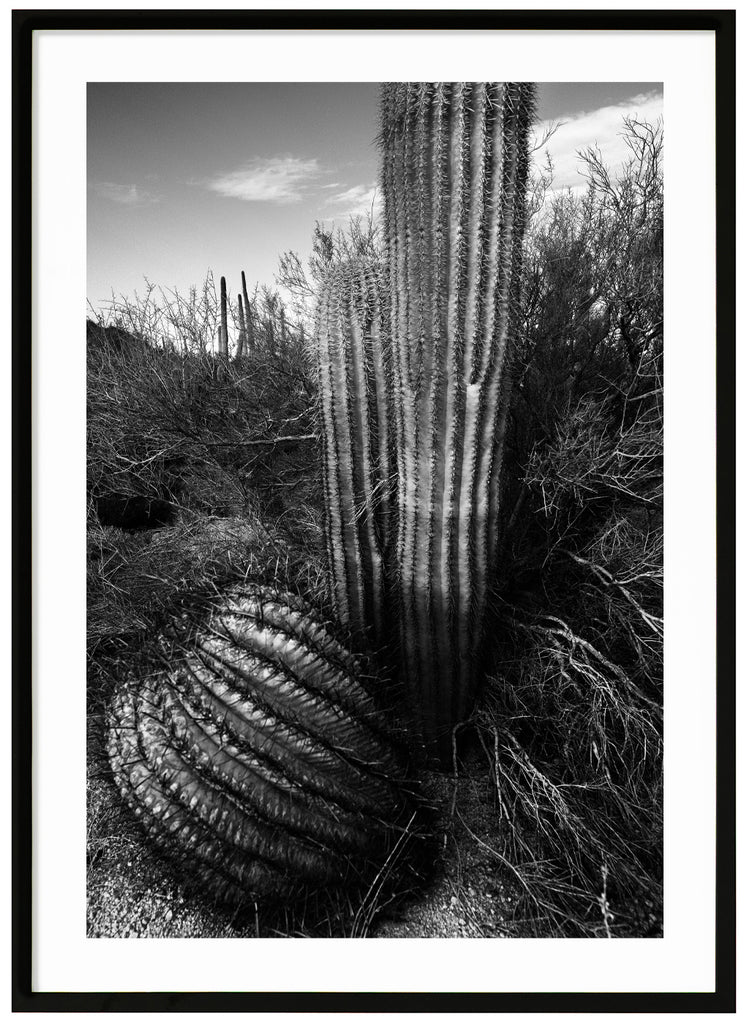 Svart-vitt fotografi av kaktusar i öknen, Tucson. Svart ram