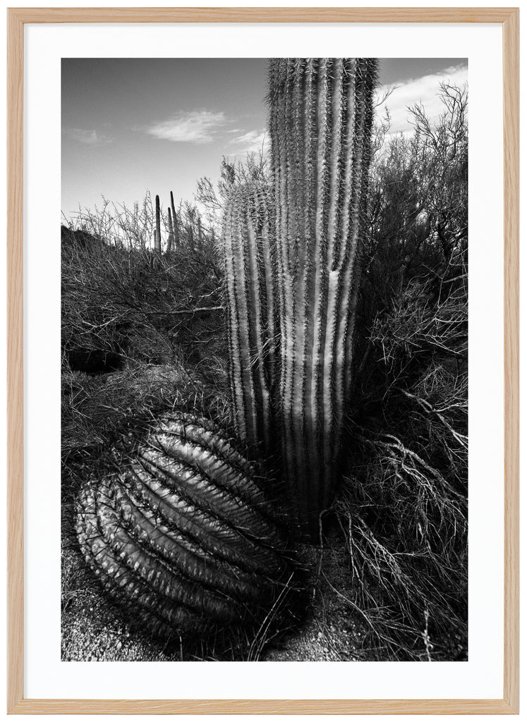 Svart-vitt fotografi av kaktusar i öknen, Tucson. Ekram