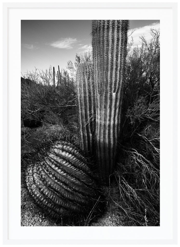 Svart-vitt fotografi av kaktusar i öknen, Tucson. Vit ram