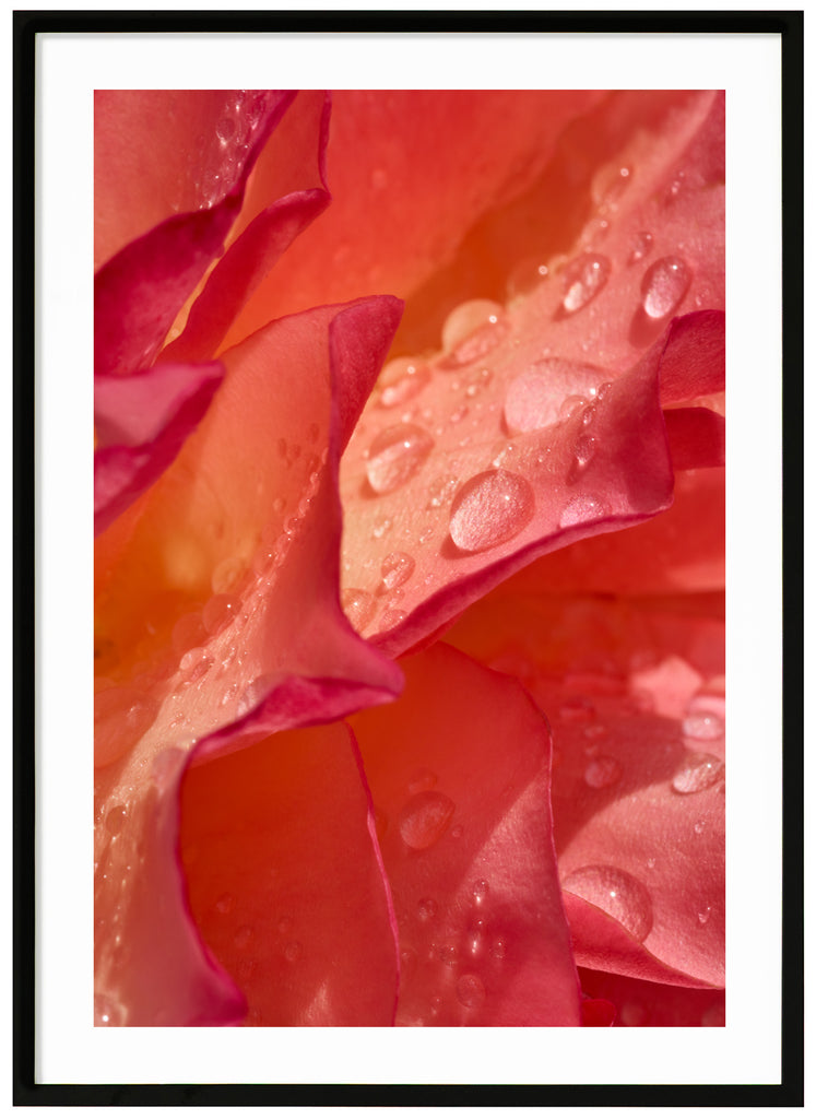 Poster av orange och rosa rosenblad med vattendroppar. Stående format. Svart ram.