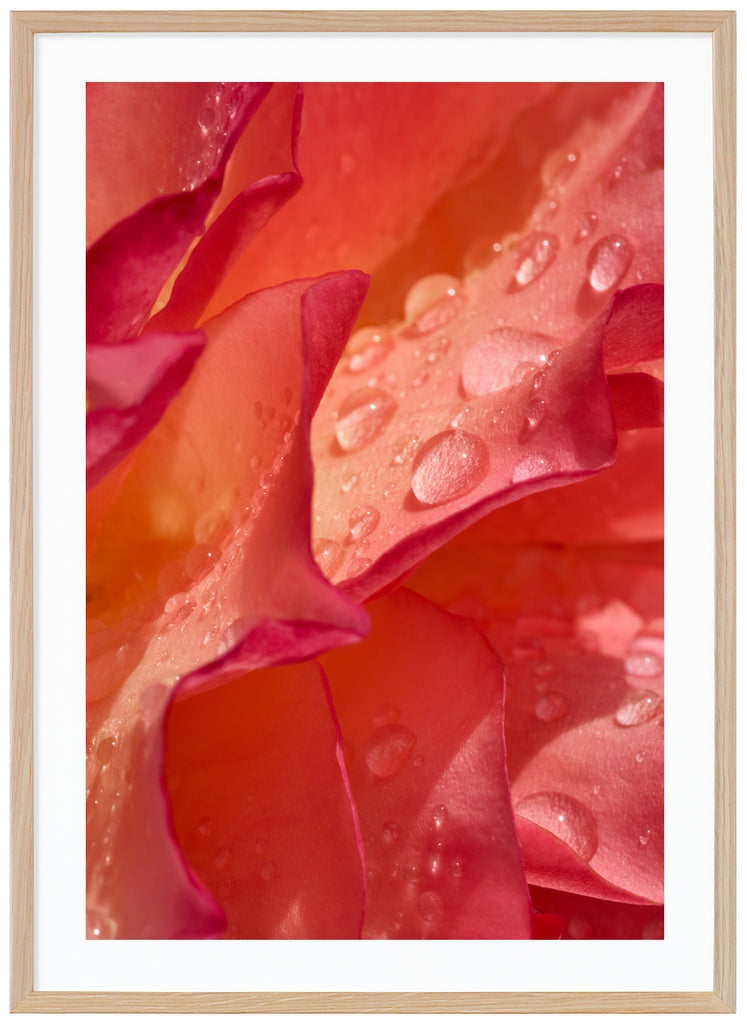 Poster av orange och rosa rosenblad med vattendroppar. Stående format. Ekram.