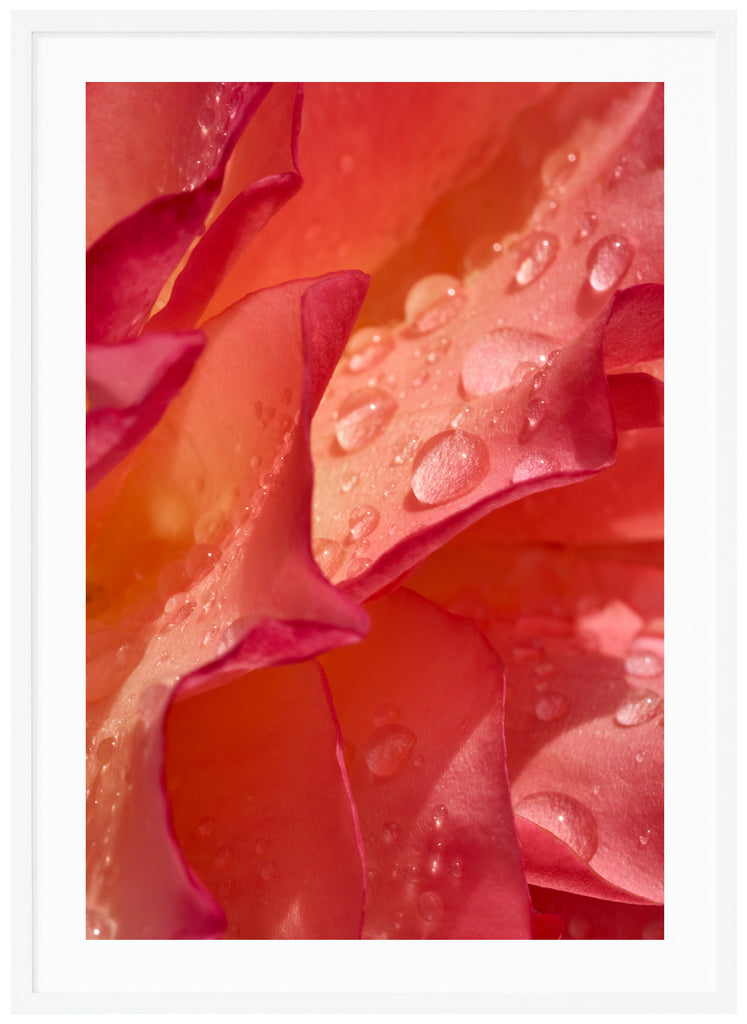 Poster av orange och rosa rosenblad med vattendroppar. Stående format. Vit ram.