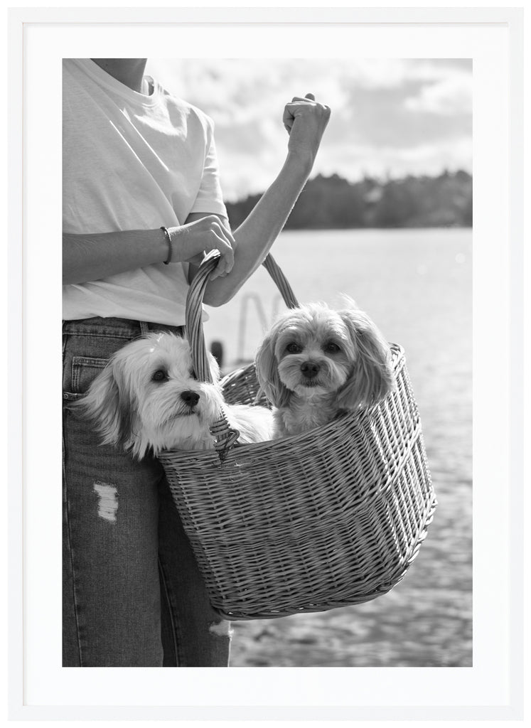 Svart-vit poster av två hundar som bärs i träkorg av flicka med jeans och t-shirt. Vit ram.