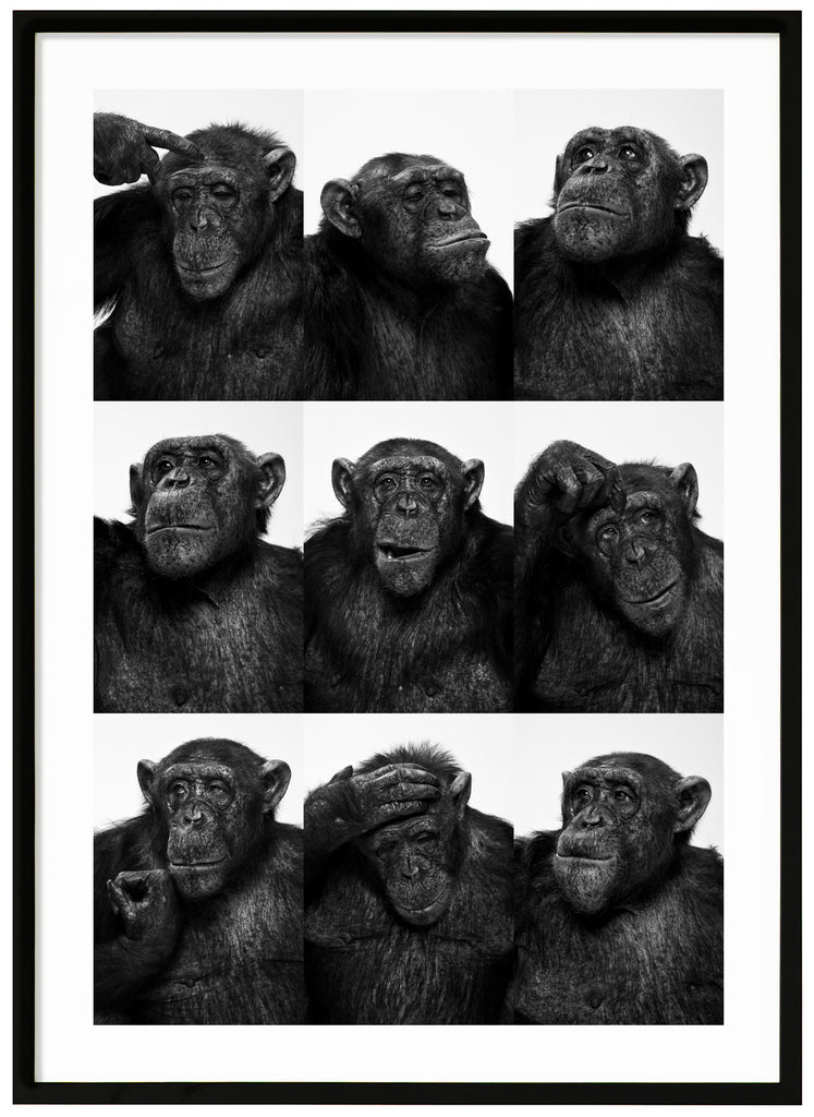 Svart-vit poster av kollage med nio olika bilder av schimpanser. Svart ram.