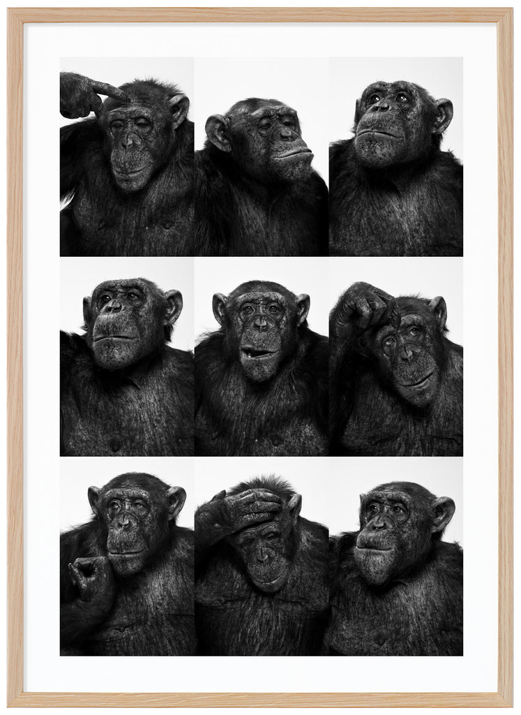 Svart-vit poster av kollage med nio olika bilder av schimpanser. Ekram.