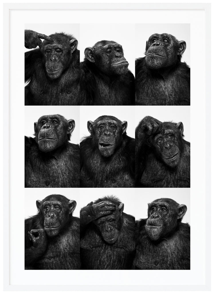 Svart-vit poster av kollage med nio olika bilder av schimpanser. Vit ram.