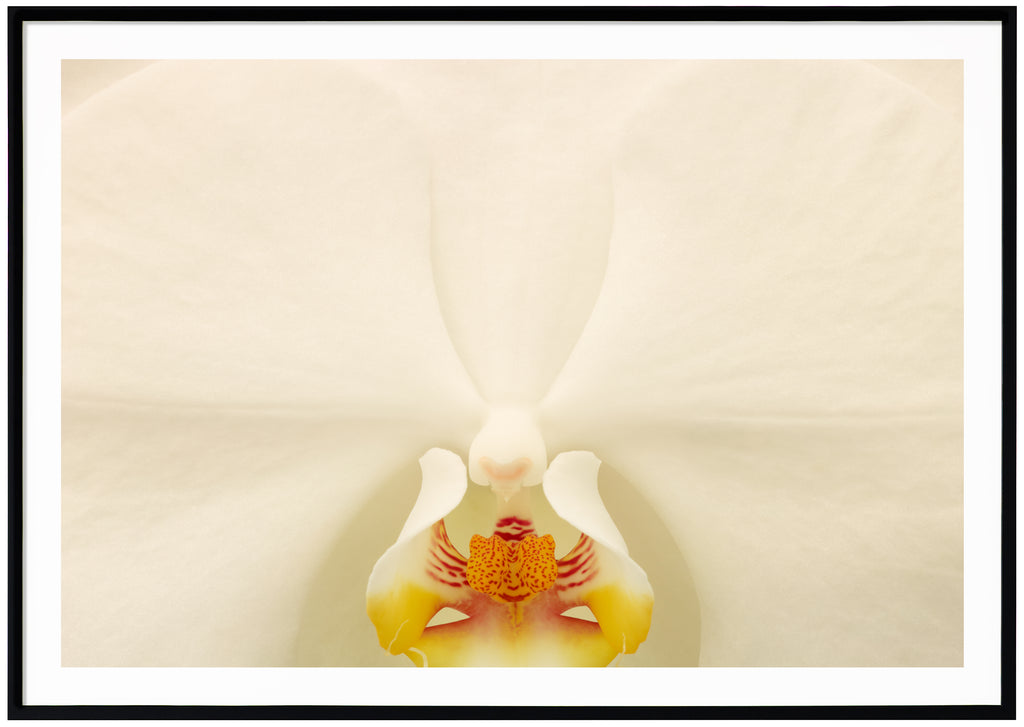 Poster av vit orkidé i närbild. Liggande format. Svart ram.