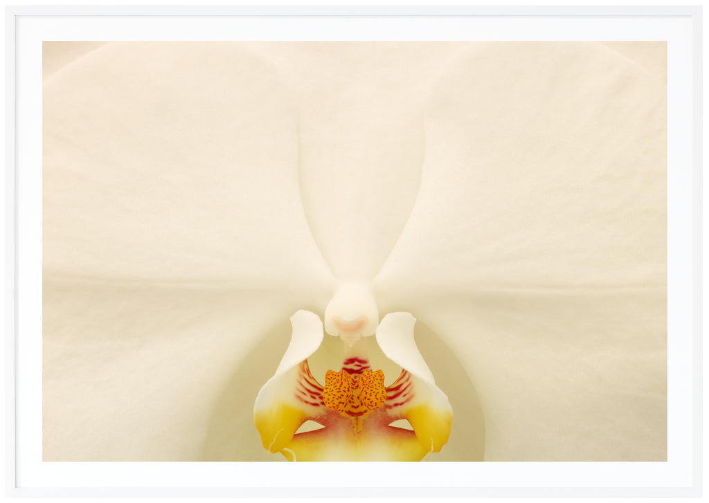 Poster av vit orkidé i närbild. Liggande format. Vit ram.